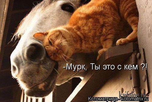 -Мурк, Ты это с кем ?!... Котоматрица: -Мурк, Ты это с кем ?!