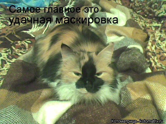 Самое главное это удачная маскировка... Котоматрица: Самое главное это удачная маскировка
