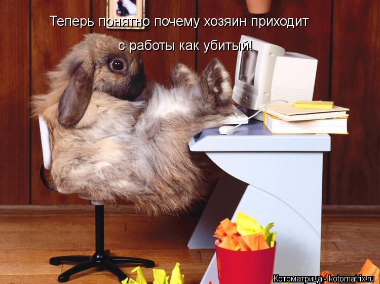 Теперь понятно почему хозяин приходит с работы как убитый!... Котоматрица: Теперь понятно почему хозяин приходит с работы как убитый!