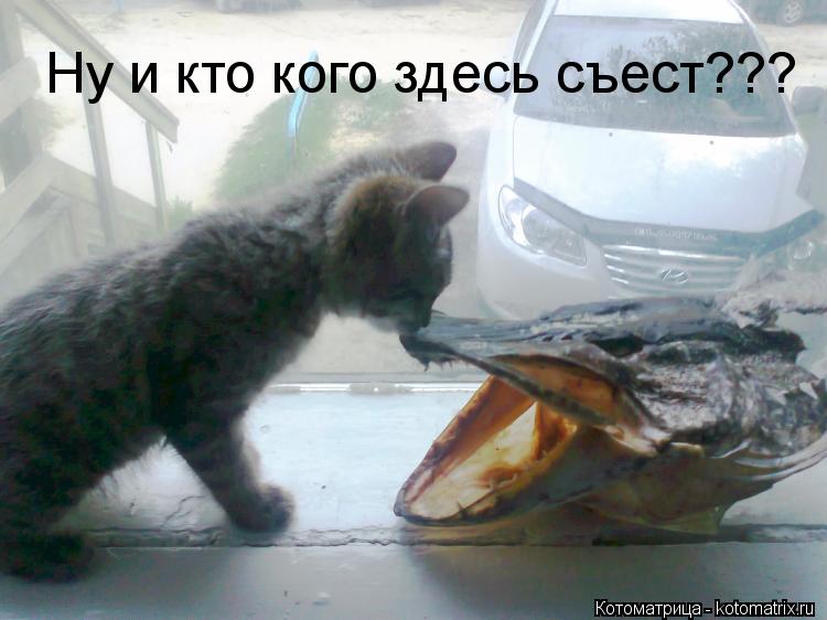 Ну и кто кого здесь съест???... Котоматрица: Ну и кто кого здесь съест???