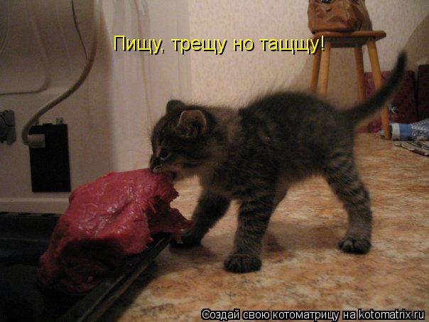 Пищу, трещу но тащщу!... Котоматрица: Пищу, трещу но тащщу!