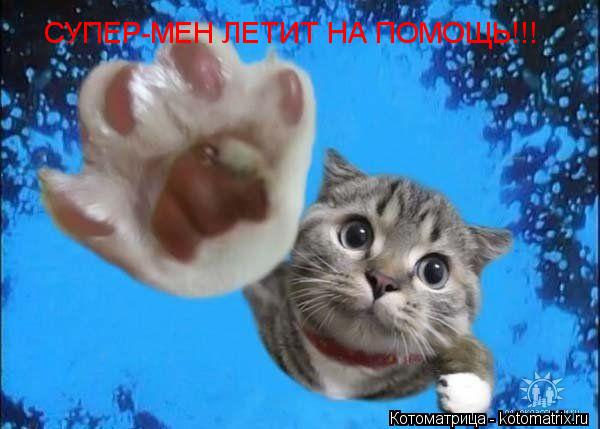 СУПЕР-МЕН ЛЕТИТ НА ПОМОЩЬ!!!... Котоматрица: СУПЕР-МЕН ЛЕТИТ НА ПОМОЩЬ!!!