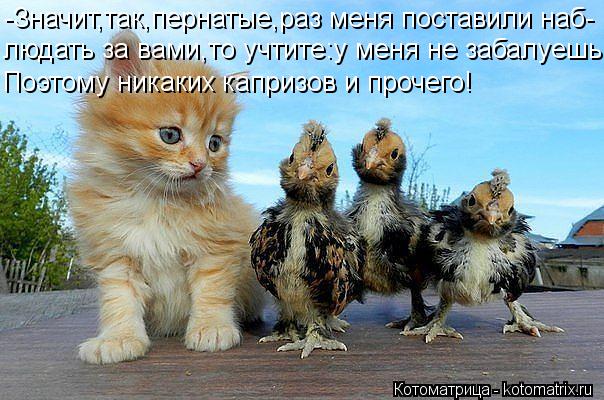 -Значит,так,пернатые,раз меня поставили наб- людать за вами,то учтите:у меня не забалуешь! Поэтому ни... Котоматрица: -Значит,так,пернатые,раз меня поставили наб- людать за вами,то учтите:у меня не забалуешь! Поэтому никаких капризов и прочего!