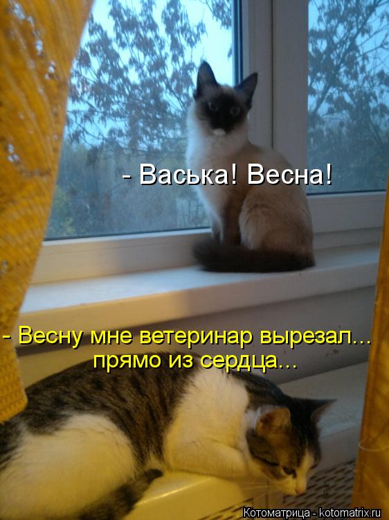 - Васька! Весна! - Весну мне ветеринар вырезал... прямо из сердца...... Котоматрица: - Васька! Весна! - Весну мне ветеринар вырезал... прямо из сердца...