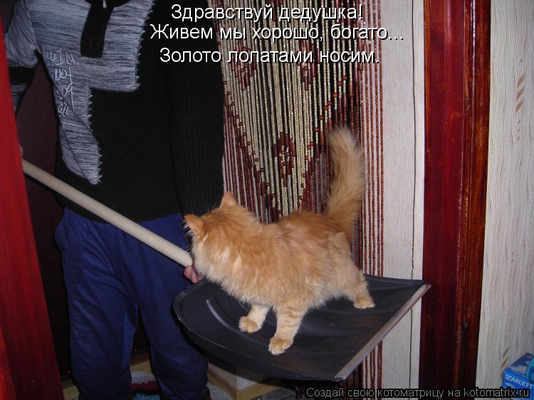 Здравствуй дедушка! Живем мы хорошо, богато... Золото лопатами носим.... Котоматрица: Здравствуй дедушка! Живем мы хорошо, богато... Золото лопатами носим.