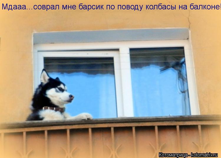 Мдааа...соврал мне барсик по поводу колбасы на балконе!... Котоматрица: Мдааа...соврал мне барсик по поводу колбасы на балконе!