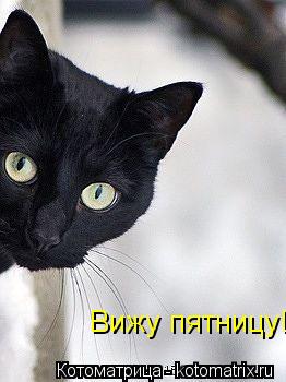 Вижу пятницу!... Котоматрица: Вижу пятницу!