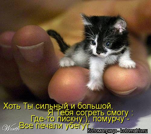 Хоть Ты сильный и большой, Я Тебя согреть смогу : Где-то пискну:), помурчу - Все печали убегут .... Котоматрица: Хоть Ты сильный и большой, Я Тебя согреть смогу : Где-то пискну:), помурчу - Все печали убегут .