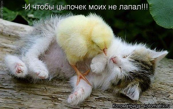 -И чтобы цыпочек моих не лапал!!!... Котоматрица: -И чтобы цыпочек моих не лапал!!!