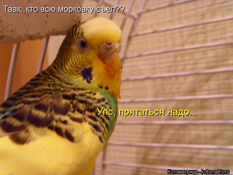 Таак, кто всю морковку съел?? Упс, прятаться надо...... Котоматрица: Таак, кто всю морковку съел?? Упс, прятаться надо...