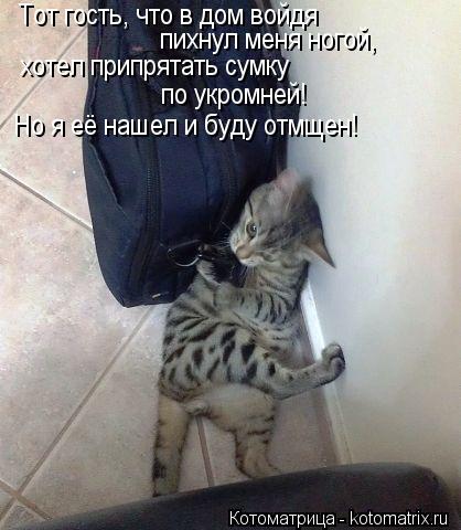 Тот гость, что в дом войдя пихнул меня ногой, хотел припрятать сумку по укромней! Но я её нашел и бу... Котоматрица: Тот гость, что в дом войдя пихнул меня ногой, хотел припрятать сумку по укромней! Но я её нашел и буду отмщен!