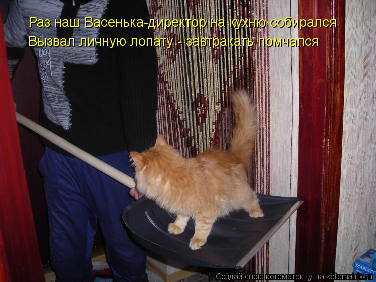 Раз наш Васенька-директор на кухню собирался Вызвал личную лопату - завтракать помчался... Котоматрица: Раз наш Васенька-директор на кухню собирался Вызвал личную лопату - завтракать помчался