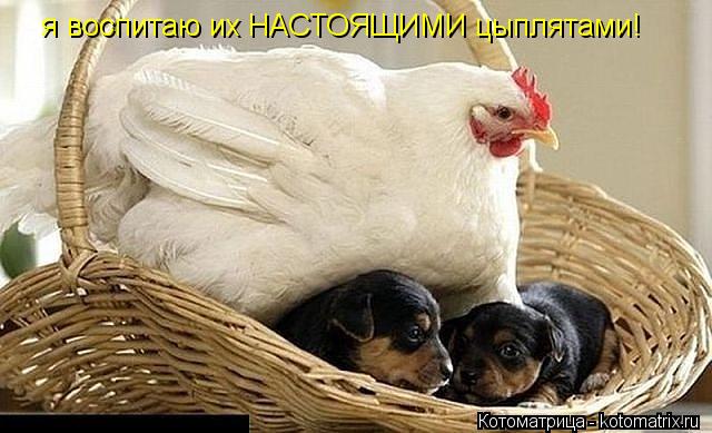 я воспитаю их НАСТОЯЩИМИ цыплятами!... Котоматрица: я воспитаю их НАСТОЯЩИМИ цыплятами!