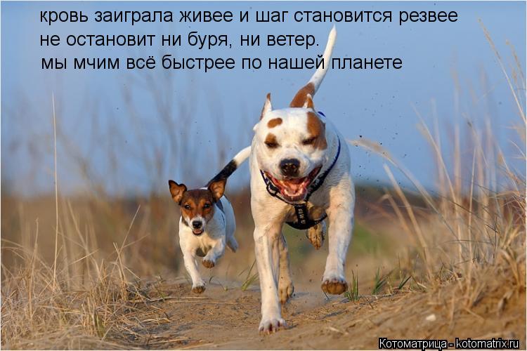 кровь заиграла живее и шаг становится резвее не остановит ни буря, ни ветер. мы мчим всё быстрее по н... Котоматрица: кровь заиграла живее и шаг становится резвее не остановит ни буря, ни ветер. мы мчим всё быстрее по нашей планете