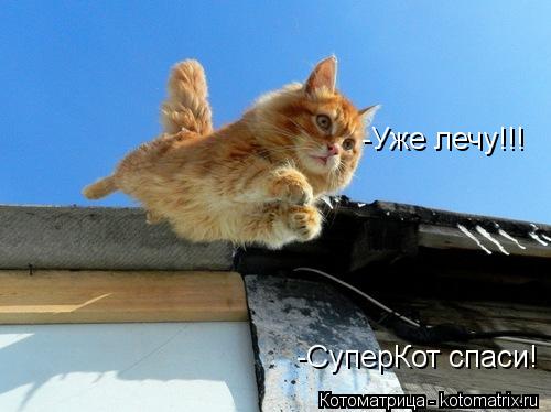 -СуперКот спаси! -Уже лечу!!!... Котоматрица: -СуперКот спаси! -Уже лечу!!!