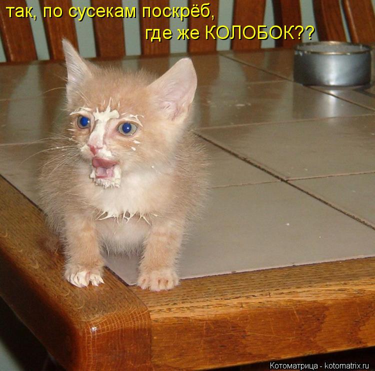 так, по сусекам поскрёб, где же КОЛОБОК??... Котоматрица: так, по сусекам поскрёб, где же КОЛОБОК??