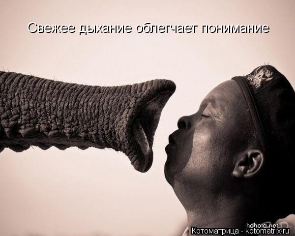 Свежее дыхание облегчает понимание... Котоматрица: Свежее дыхание облегчает понимание