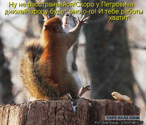 Ну не расстраивайся!Скоро у Петровича днюха!Народу будет мно-о-го! И тебе работы хватит!... Котоматрица: Ну не расстраивайся!Скоро у Петровича днюха!Народу будет мно-о-го! И тебе работы хватит!