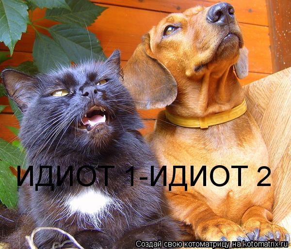 ИДИОТ 1-ИДИОТ 2... Котоматрица: ИДИОТ 1-ИДИОТ 2