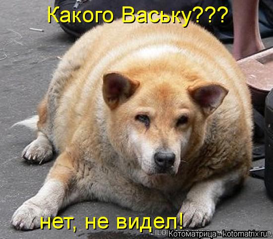 Какого Ваську??? нет, не видел!... Котоматрица: Какого Ваську??? нет, не видел!