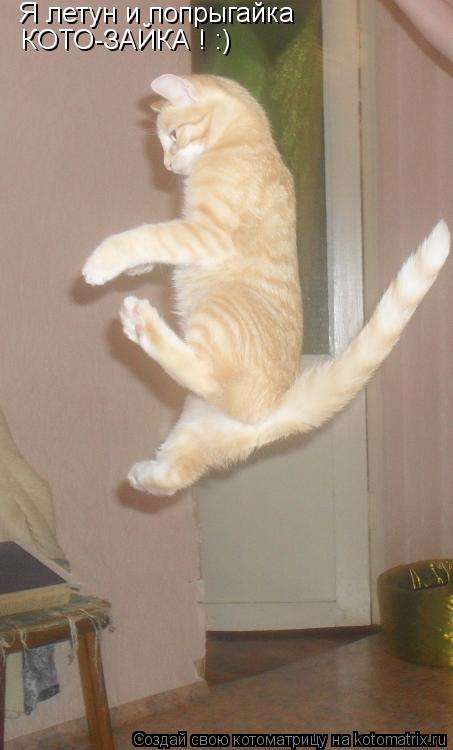 Я летун и попрыгайка КОТО-ЗАЙКА ! :)... Котоматрица: Я летун и попрыгайка КОТО-ЗАЙКА ! :)