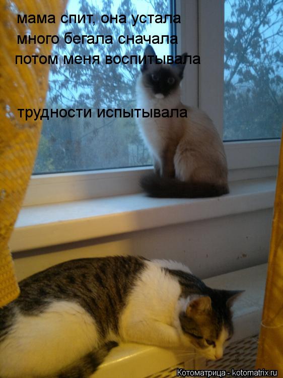 мама спит, она устала много бегала сначала потом меня воспитывала трудности испытывала... Котоматрица: мама спит, она устала много бегала сначала потом меня воспитывала трудности испытывала