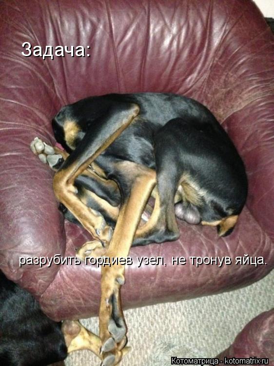 Задача: разрубить гордиев узел, не тронув яйца.... Котоматрица: Задача: разрубить гордиев узел, не тронув яйца.