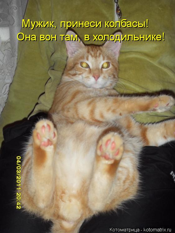 Мужик, принеси колбасы! Она вон там, в холодильнике!... Котоматрица: Мужик, принеси колбасы! Она вон там, в холодильнике!