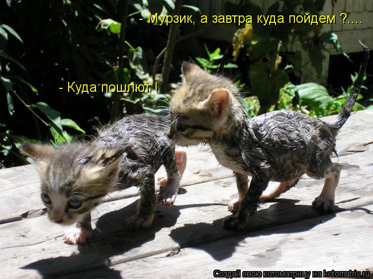 - Мурзик, а завтра куда пойдем ?.... - Куда пошлют !... Котоматрица: - Мурзик, а завтра куда пойдем ?.... - Куда пошлют !