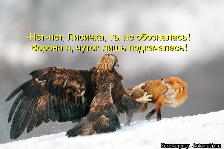 Ворона я, чуток лишь подкачалась! -Нет-нет, Лисичка, ты не обозналась!... Котоматрица: Ворона я, чуток лишь подкачалась! -Нет-нет, Лисичка, ты не обозналась!