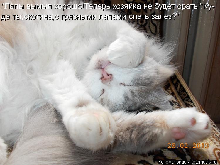 "Лапы вымыл хорошо!Теперь хозяйка не будет орать:"Ку- да ты,скотина,с грязными лапами спать залез?"... Котоматрица: "Лапы вымыл хорошо!Теперь хозяйка не будет орать:"Ку- да ты,скотина,с грязными лапами спать залез?"
