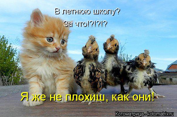 В летнюю школу? За что!?!?!? Я же не плохиш, как они!... Котоматрица: В летнюю школу? За что!?!?!? Я же не плохиш, как они!