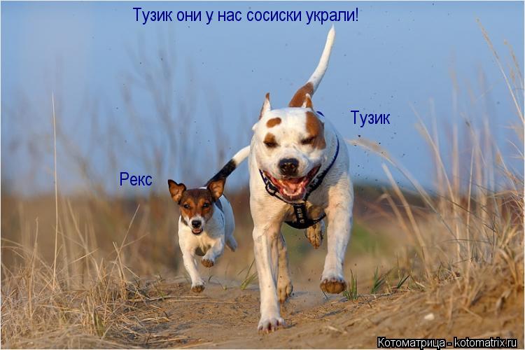 Тузик Рекс Тузик они у нас сосиски украли!... Котоматрица: Тузик Рекс Тузик они у нас сосиски украли!