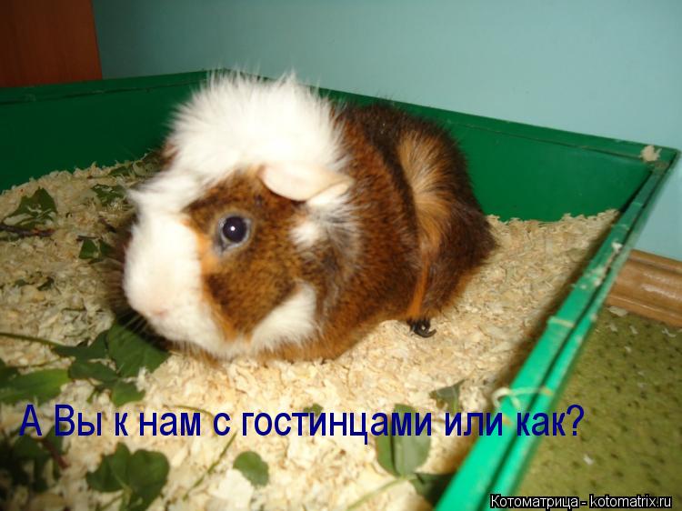 А Вы к нам с гостинцами или как?... Котоматрица: А Вы к нам с гостинцами или как?