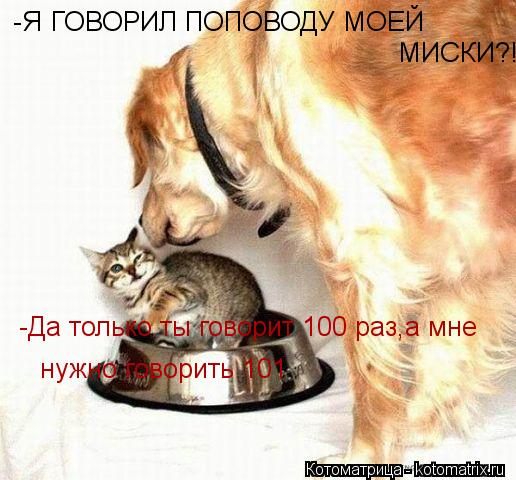 -Я ГОВОРИЛ ПОПОВОДУ МОЕЙ МИСКИ?! -Да только ты говорит 100 раз,а мне нужно говорить 101... Котоматрица: -Я ГОВОРИЛ ПОПОВОДУ МОЕЙ МИСКИ?! -Да только ты говорит 100 раз,а мне нужно говорить 101