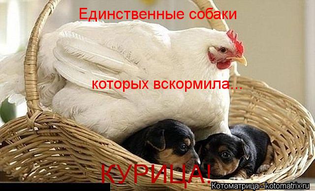 Единственные собаки которых вскормила... КУРИЦА!... Котоматрица: Единственные собаки которых вскормила... КУРИЦА!