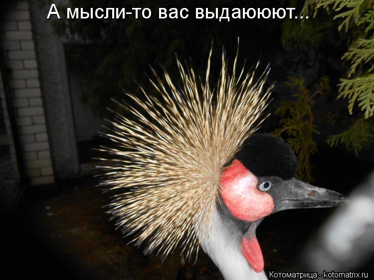 А мысли-то вас выдаююют...... Котоматрица: А мысли-то вас выдаююют...
