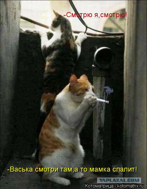 -Васька смотри там,а то мамка спалит! -Смотрю я,смотрю!... Котоматрица: -Васька смотри там,а то мамка спалит! -Смотрю я,смотрю!
