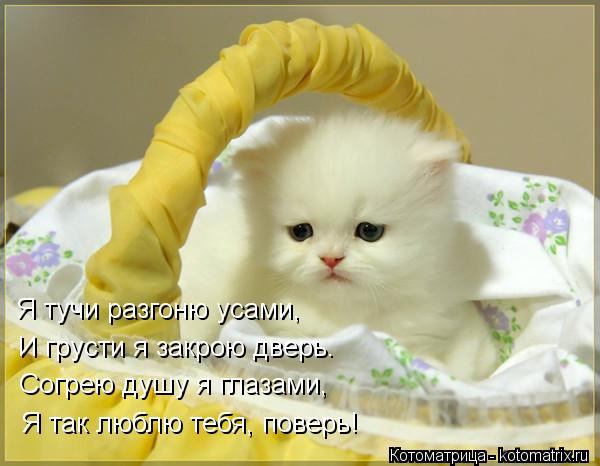 Я тучи разгоню усами, И грусти я закрою дверь. Согрею душу я глазами, Я так люблю тебя, поверь!... Котоматрица: Я тучи разгоню усами, И грусти я закрою дверь. Согрею душу я глазами, Я так люблю тебя, поверь!