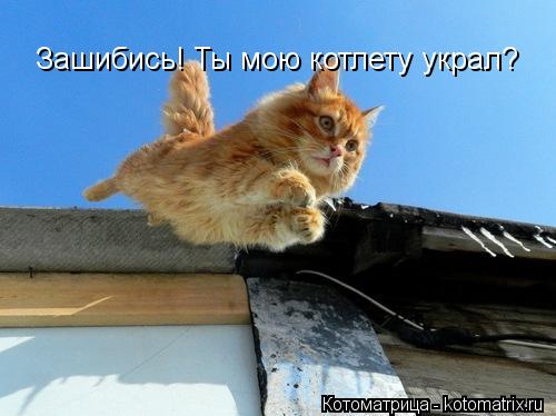 Зашибись! Ты мою котлету украл?... Котоматрица: Зашибись! Ты мою котлету украл?