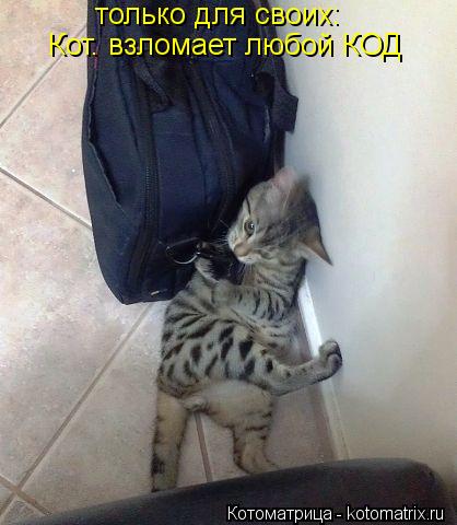 только для своих: Кот. взломает любой КОД... Котоматрица: только для своих: Кот. взломает любой КОД