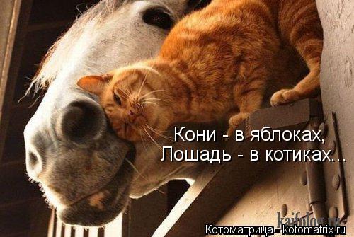 Кони - в яблоках, Лошадь - в котиках...... Котоматрица: Кони - в яблоках, Лошадь - в котиках...