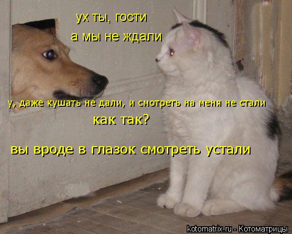 ух ты, гости а мы не ждали как так? вы вроде в глазок смотреть устали у, даже кушать не дали, и смотр... Котоматрица: ух ты, гости а мы не ждали как так? вы вроде в глазок смотреть устали у, даже кушать не дали, и смотреть на меня не стали