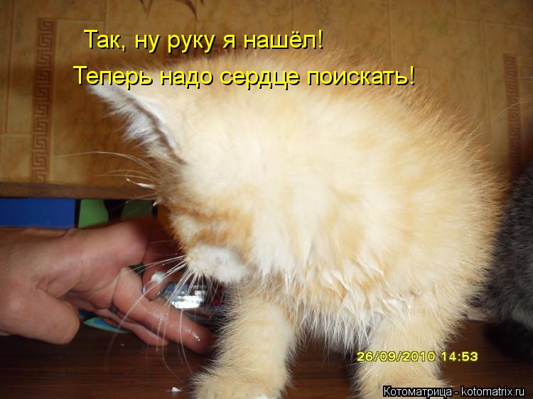 Так, ну руку я нашёл! Теперь надо сердце поискать!... Котоматрица: Так, ну руку я нашёл! Теперь надо сердце поискать!