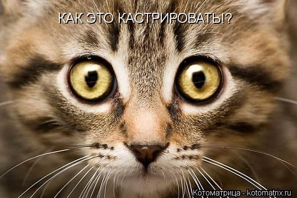 КАК ЭТО КАСТРИРОВАТЬ!?... Котоматрица: КАК ЭТО КАСТРИРОВАТЬ!?