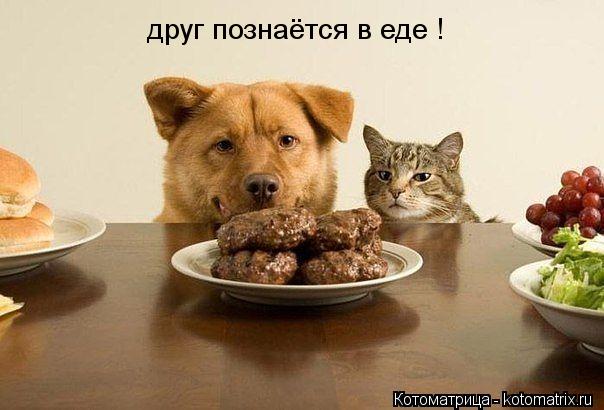 друг познаётся в еде !... Котоматрица: друг познаётся в еде !