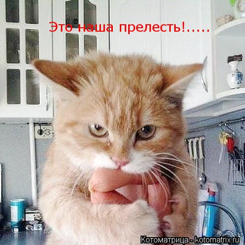 Это наша прелесть!........ Котоматрица: Это наша прелесть!.....