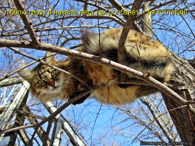 люблю грозу в начале лета,как долбанёт и ты котлета!!!... Котоматрица: люблю грозу в начале лета,как долбанёт и ты котлета!!!