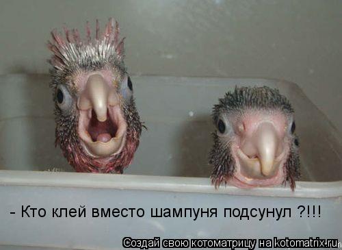 - Кто клей вместо шампуня подсунул ?!!!... Котоматрица: - Кто клей вместо шампуня подсунул ?!!!