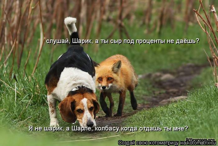 слушай, Шарик, а ты сыр под проценты не даёшь? Я не шарик, а Шарле, колбасу когда отдашь ты мне?... Котоматрица: слушай, Шарик, а ты сыр под проценты не даёшь? Я не шарик, а Шарле, колбасу когда отдашь ты мне?